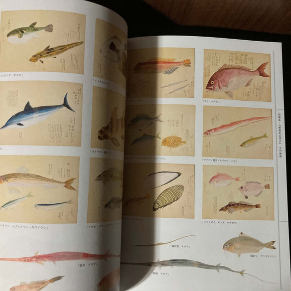 Edo Illustrations - Fish