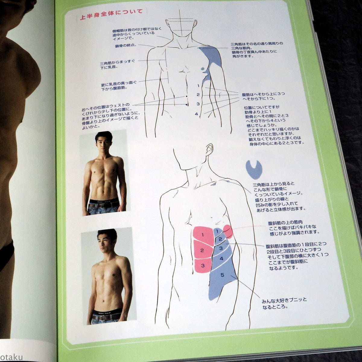How to Draw Mens Muscles - Sexy Muscle Posings