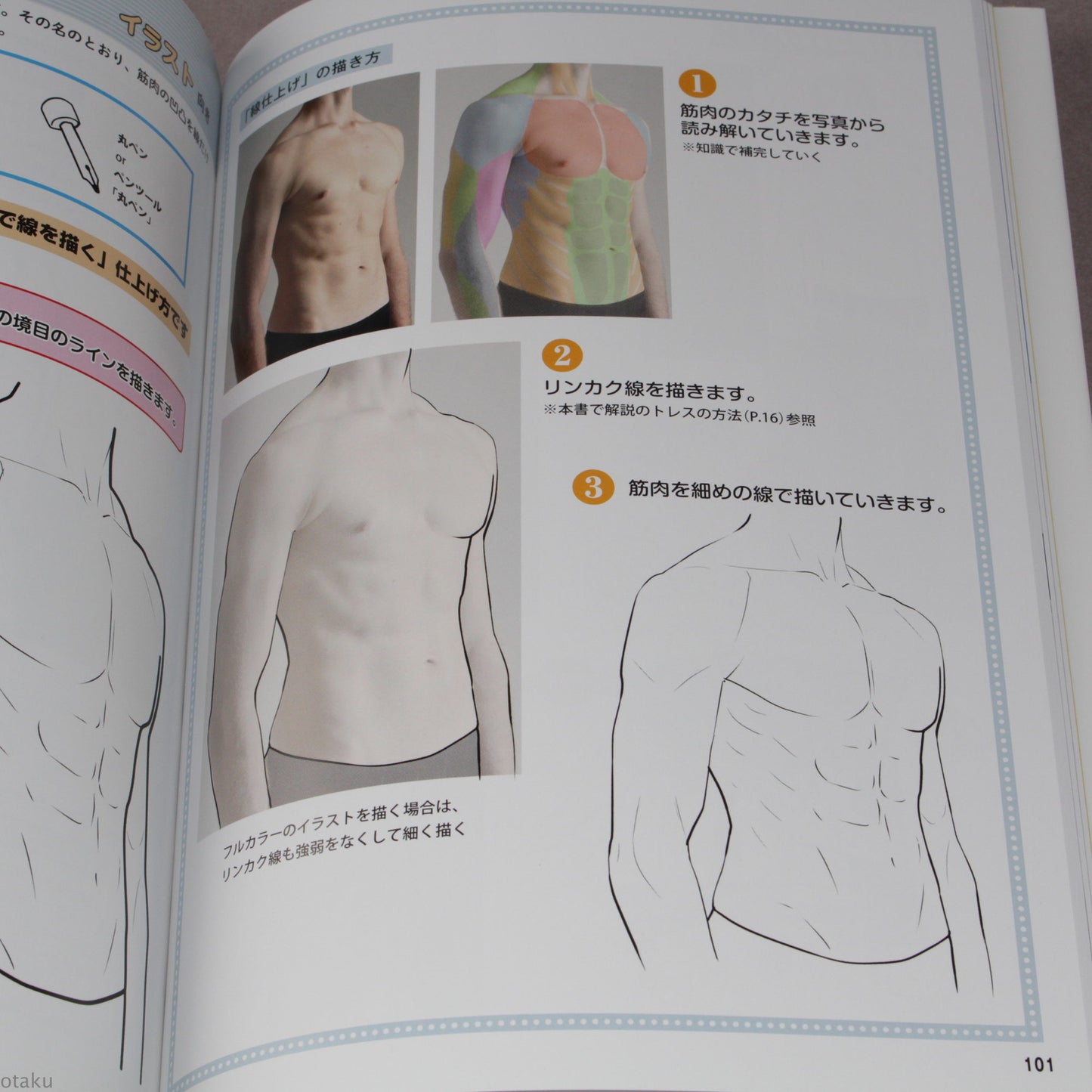 How to Draw Mens Muscles: From Skinny to Macho